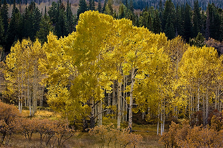 Backlit Aspens in Fall, Manti LaSal National Forest, UT